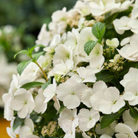 Hortensia paysan Hydrangea 'Runaway Bride' Blanc - Buissons fleuris