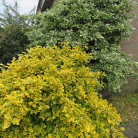 6x Couvre-sol - Fusain 'Emerald Gold' jaune - Arbustes fleuris