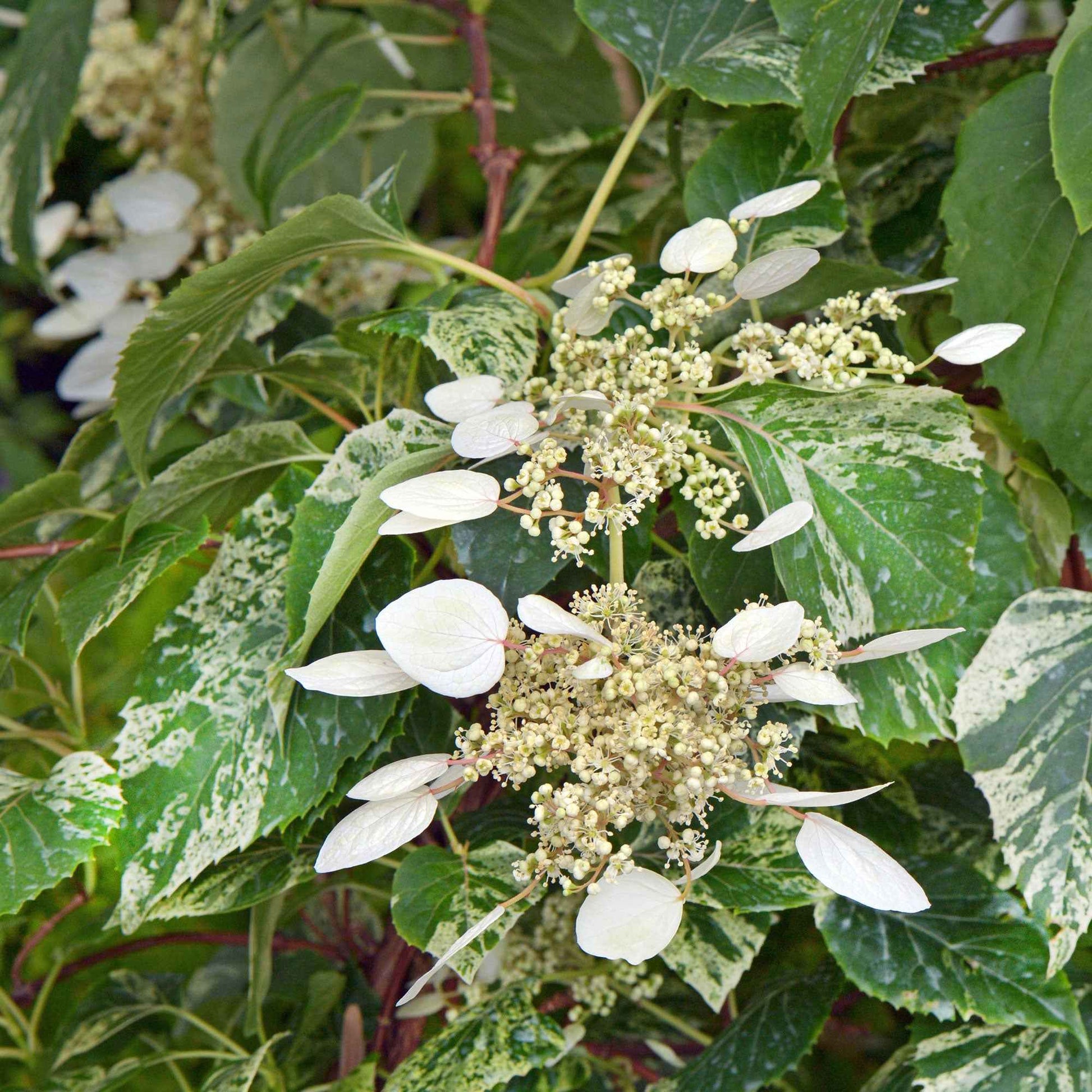 Hortensia 'Snow Sensation' blanc - Arbustes