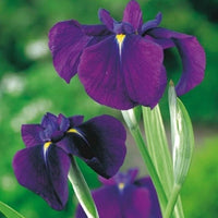 Iris du Japon 'Variegata' violet - Bassin naturel