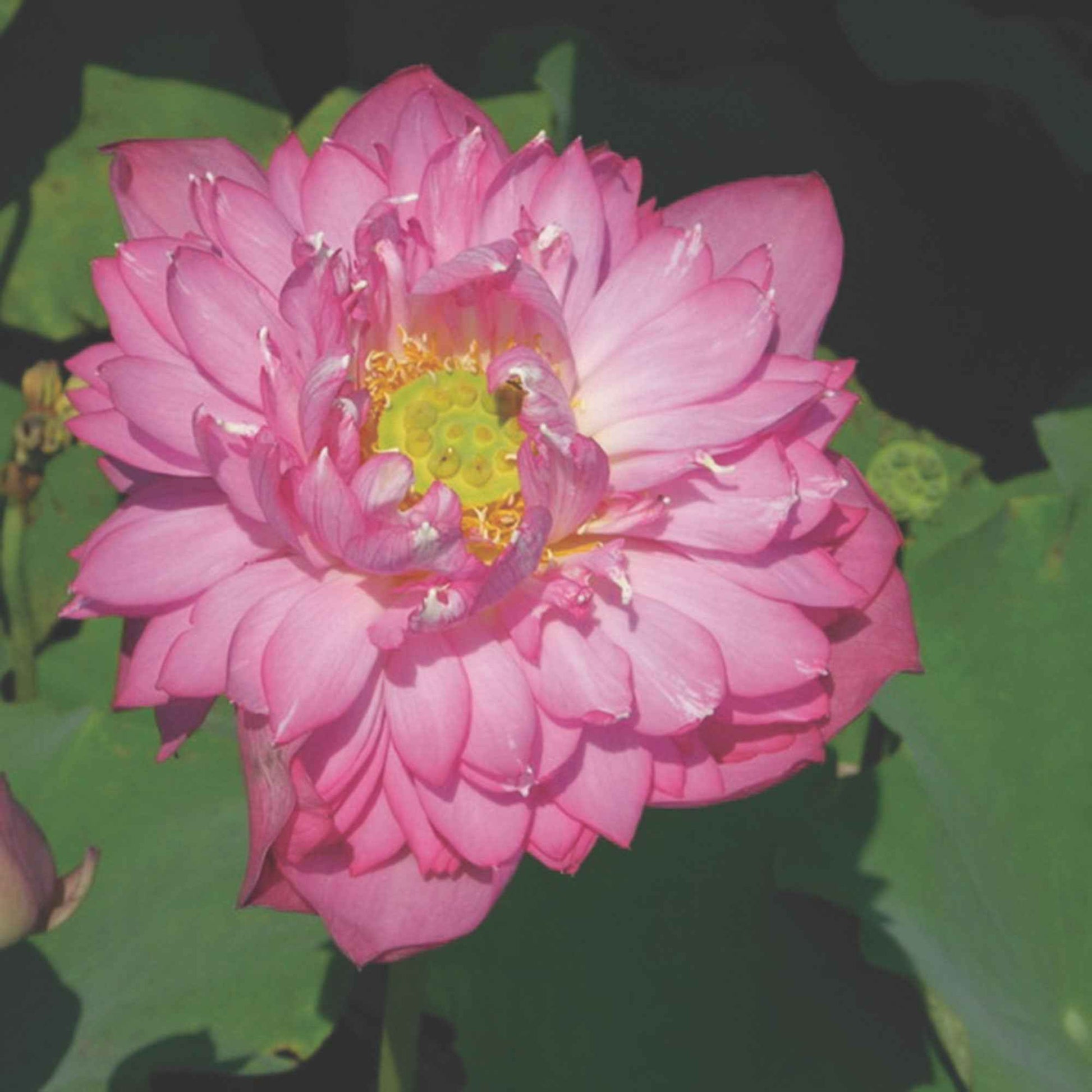 Lotus rouge - Bassin moderne