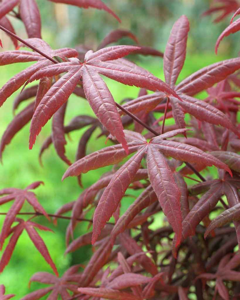 Érable du Japon Acer 'Starfish' rouge - Caractéristiques des plantes
