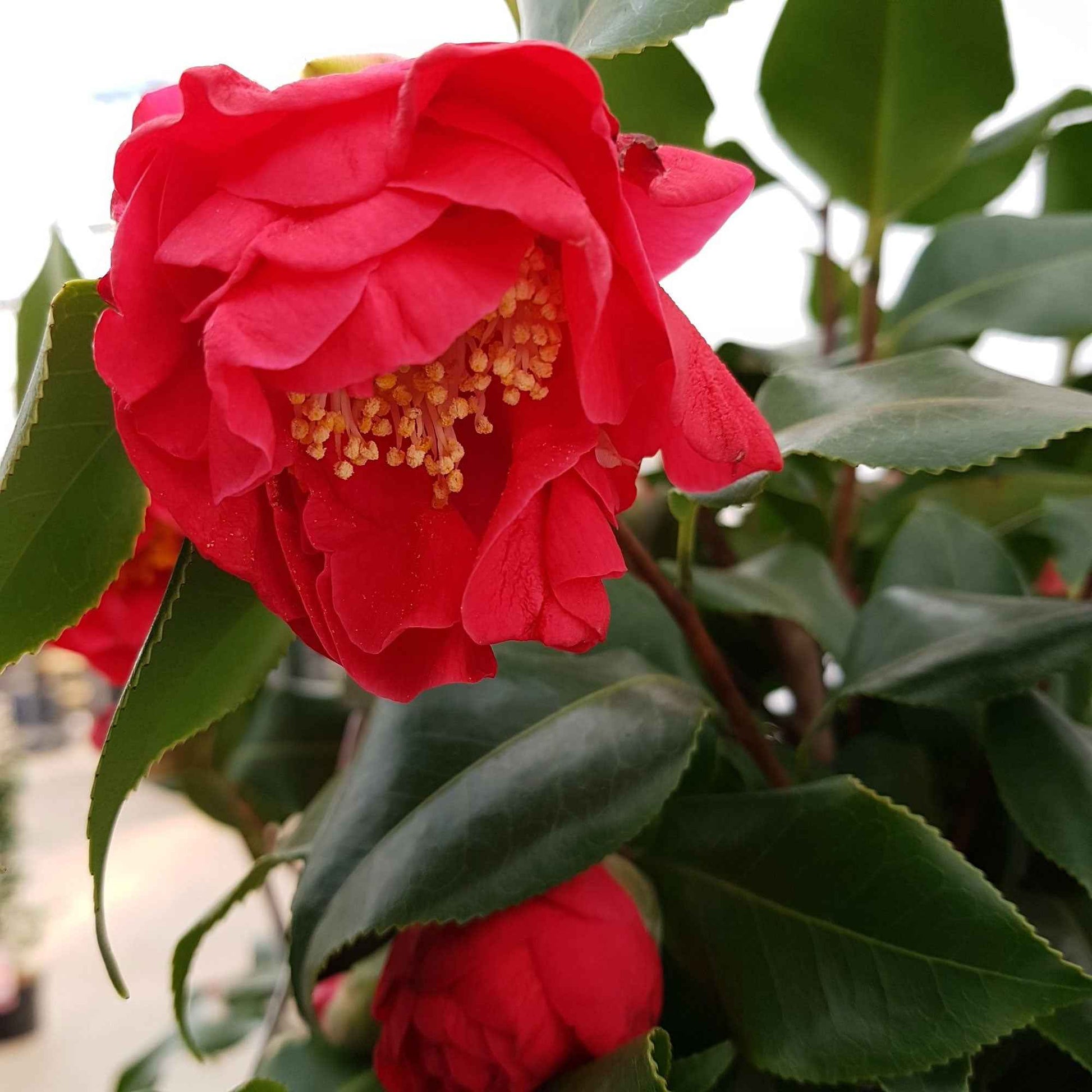 Camélia Camellia japonica 'Dr. King' rose - Arbustes