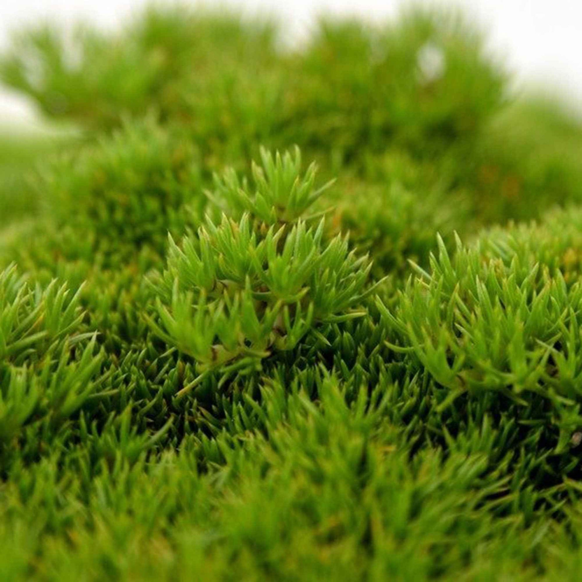 Sagine subulée Sagina 'Forest Green' Vert - Plantes rustiques