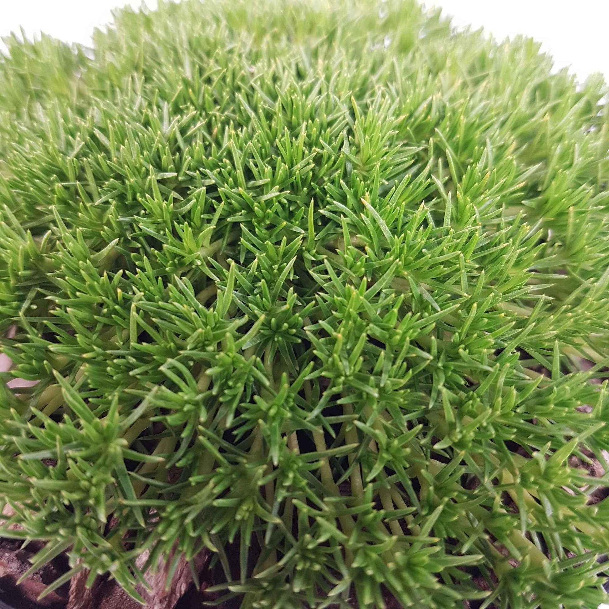 Sagine subulée Sagina 'Pine Green' Jaune-Vert - Plantes rustiques
