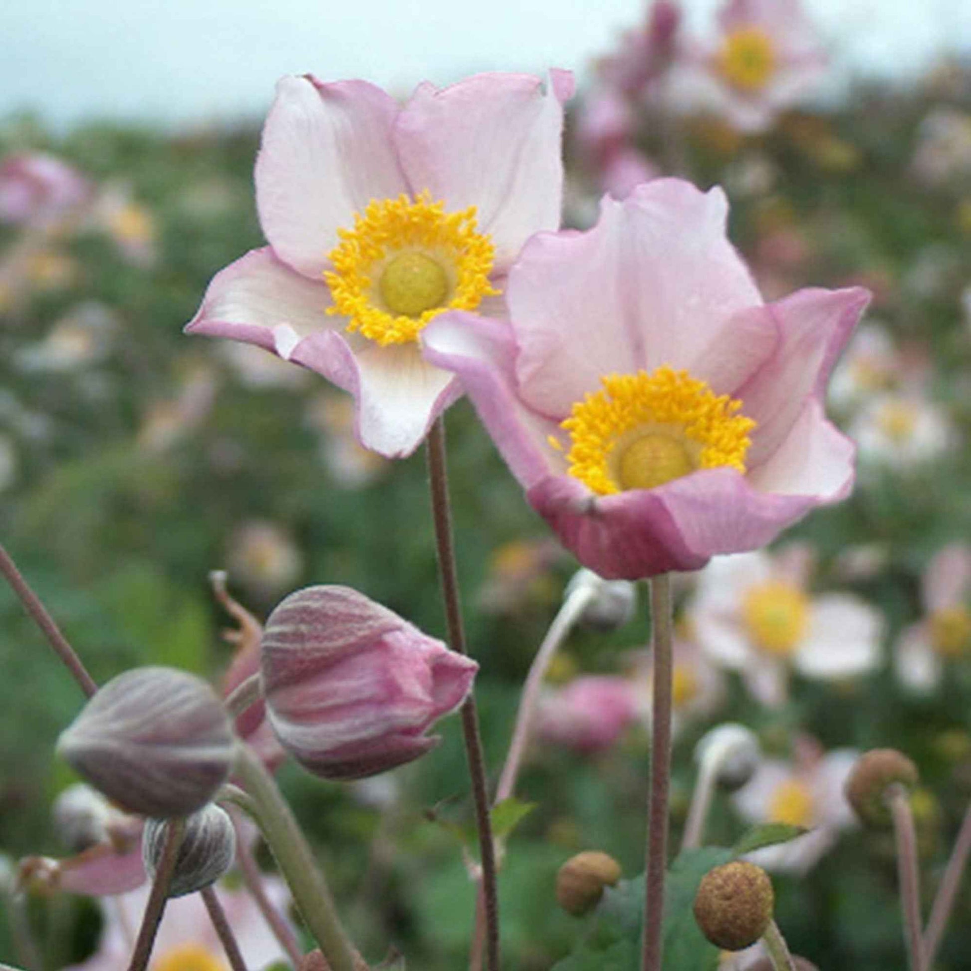 Anémone d'automne Anemone 'Robustissima' - Biologique rose - Plantes d'extérieur