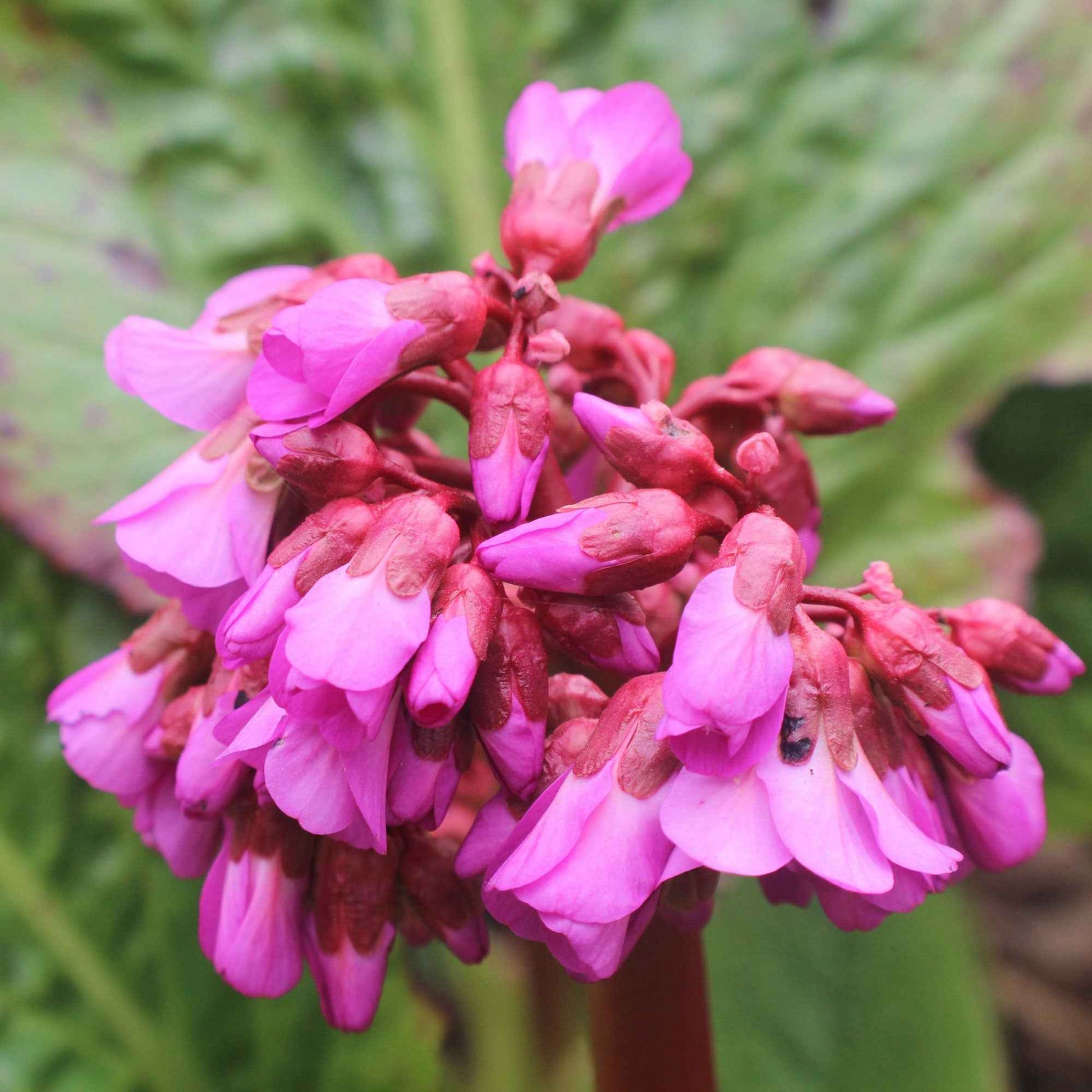 Bergénia 'Eroica' - Plantes d'extérieur