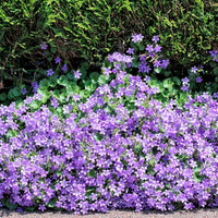Campanula portenschlagiana (campanule des murets) – bleu-violet - Bio - Caractéristiques des plantes