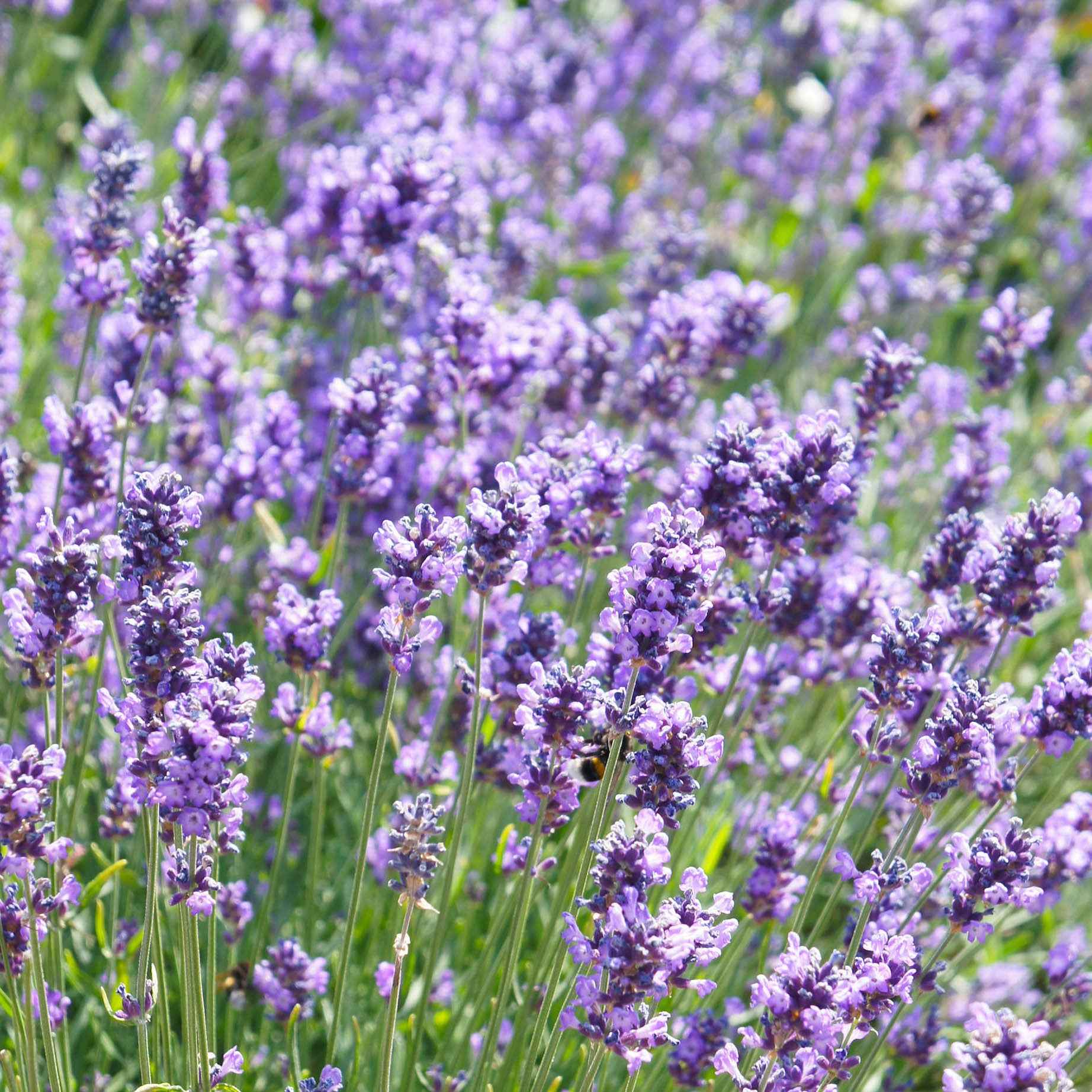 Lavande Lavandula 'Hidcote' - Biologique violet - Arbustes à papillons et plantes mellifères
