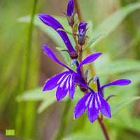 Lobélia à feuilles sessiles Lobélia vivace bleu - Caractéristiques des plantes