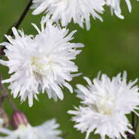 Silène fleur de coucou 'Petit Henri' - Caractéristiques des plantes