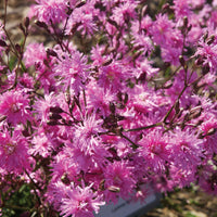 Lychnis Lychnis 'Petite Jenny' - Biologique rose - Caractéristiques des plantes