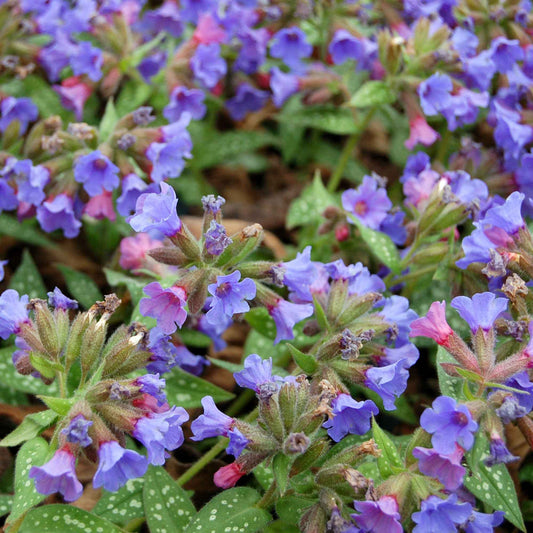 Pulmonaria 'Trevi Fountain' - Arbustes à papillons et plantes mellifères