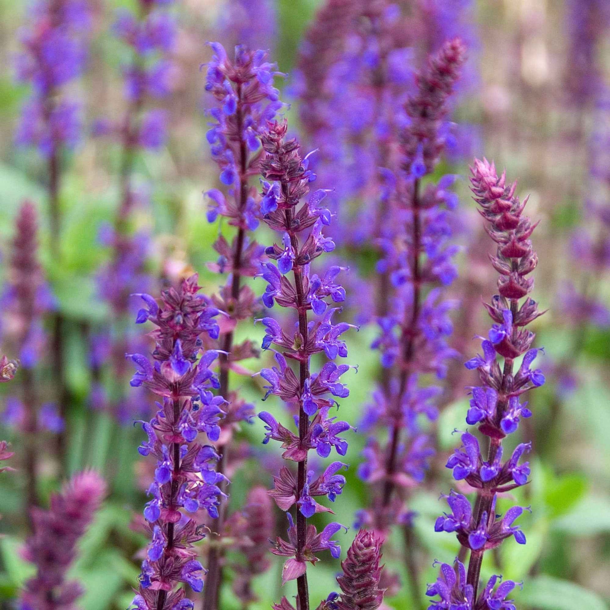 Sauge des bois Salvia 'Caradonna' - Biologique violet - Caractéristiques des plantes