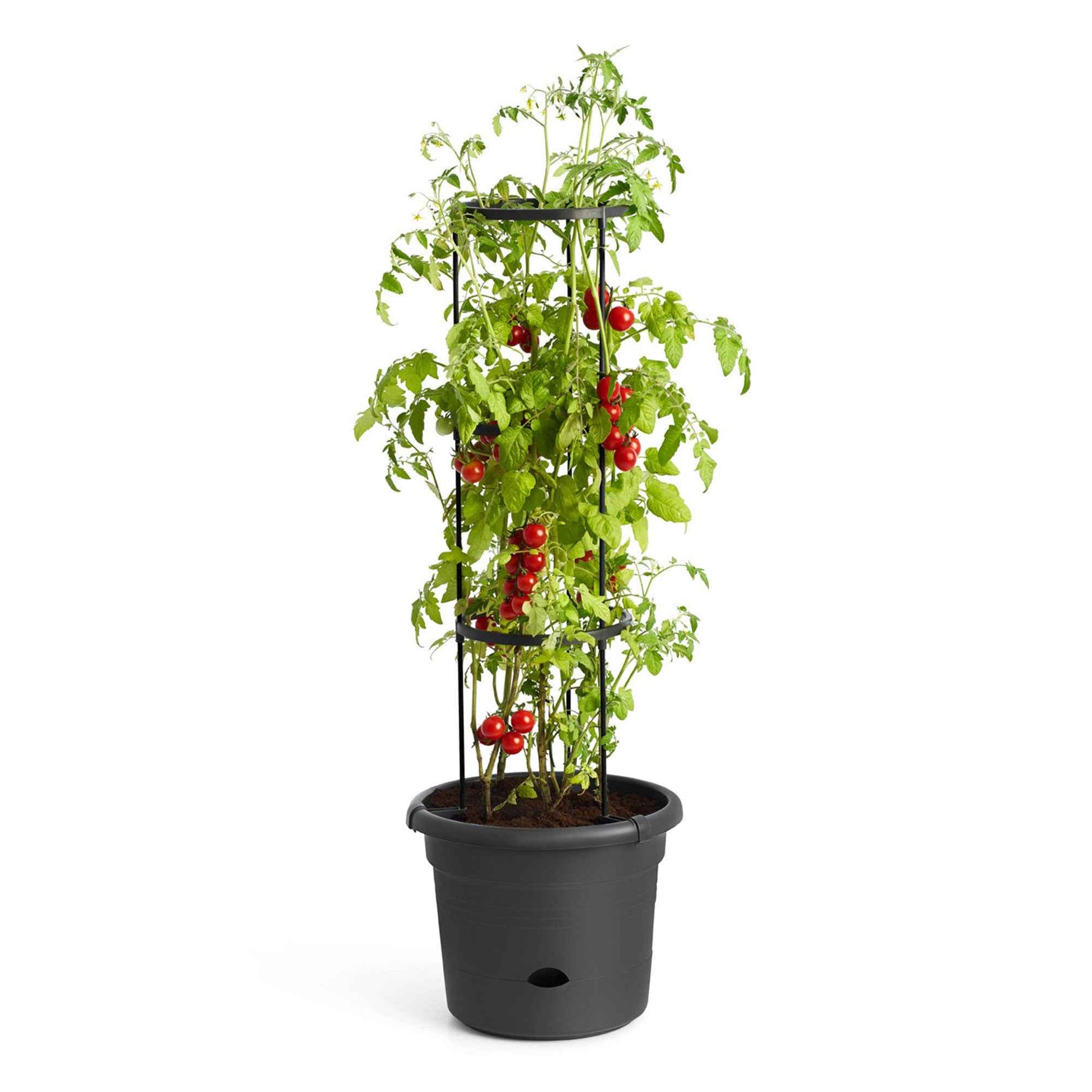 Elho pot de tomates Green basics rond noir - Pot pour l'extérieur - Grands pots de fleurs