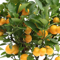 Citrus ‘Calamondin’ avec cache-pot en céramique taupe - Arbres et haies