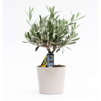 Olivier Olea europaea 'Cipressino' avec cache-pot en céramique gris - Caractéristiques des plantes