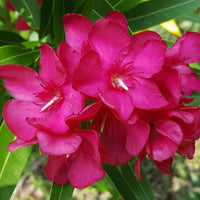 Nerium oleander rouge incl. Cache-pot Elho anthracite - Fleurs de balcon