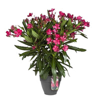 Nerium oleander rouge incl. Cache-pot Elho anthracite - Caractéristiques des plantes