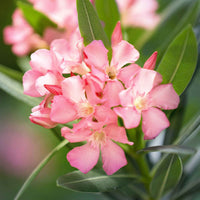 Nerium oleander rose incl. Cache-pot Elho anthracite - Fleurs de balcon