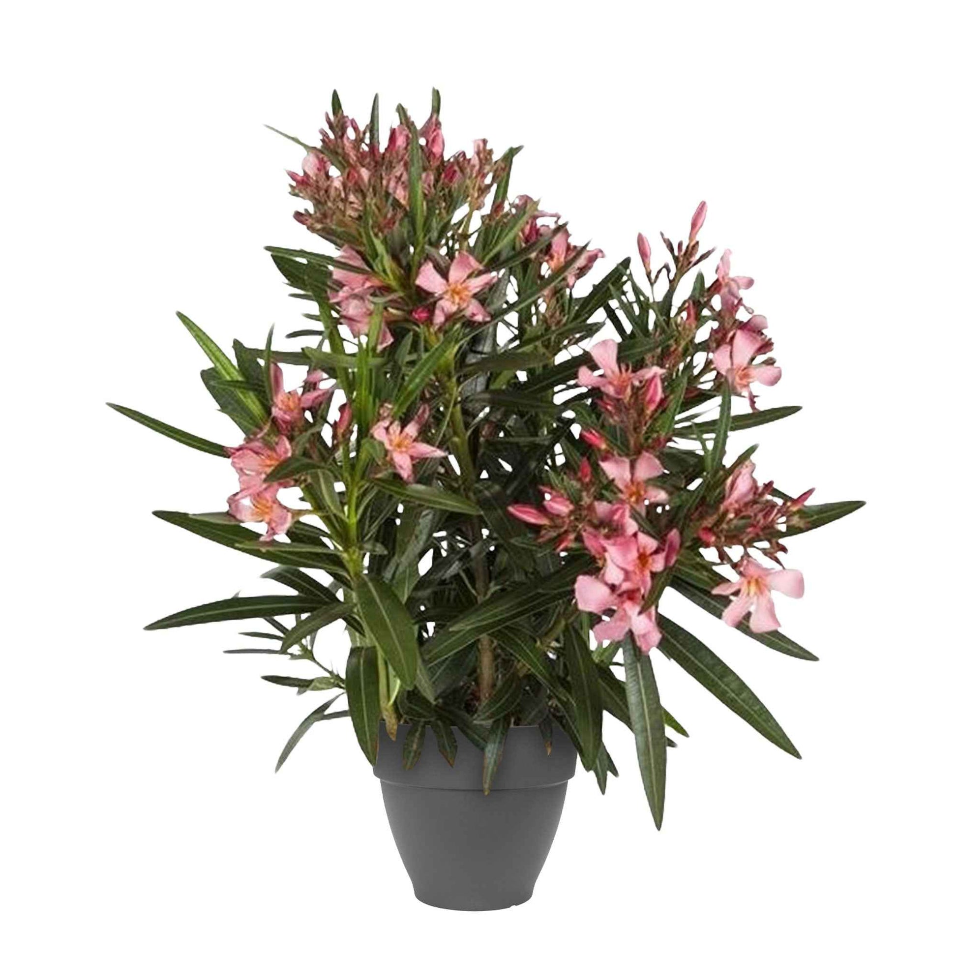 Nerium oleander rose incl. Cache-pot Elho anthracite - Fleurs d'été