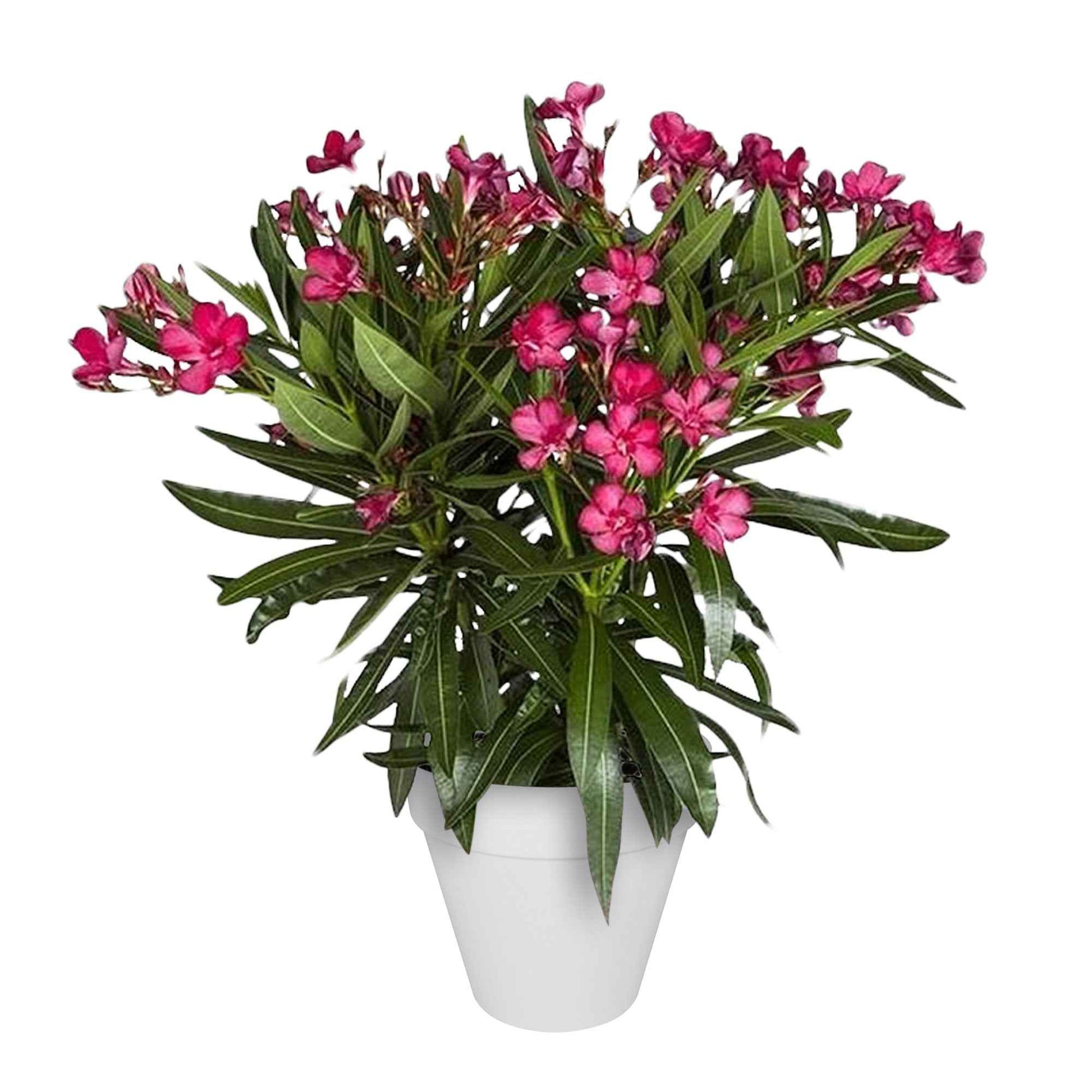 Nerium oleander rouge incl. Cache-pot Elho blanc - Fleurs d'été