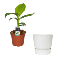 Bananier Musa basjoo avec pot décoratif Elho blanc - Plantes d'extérieur cadeaux