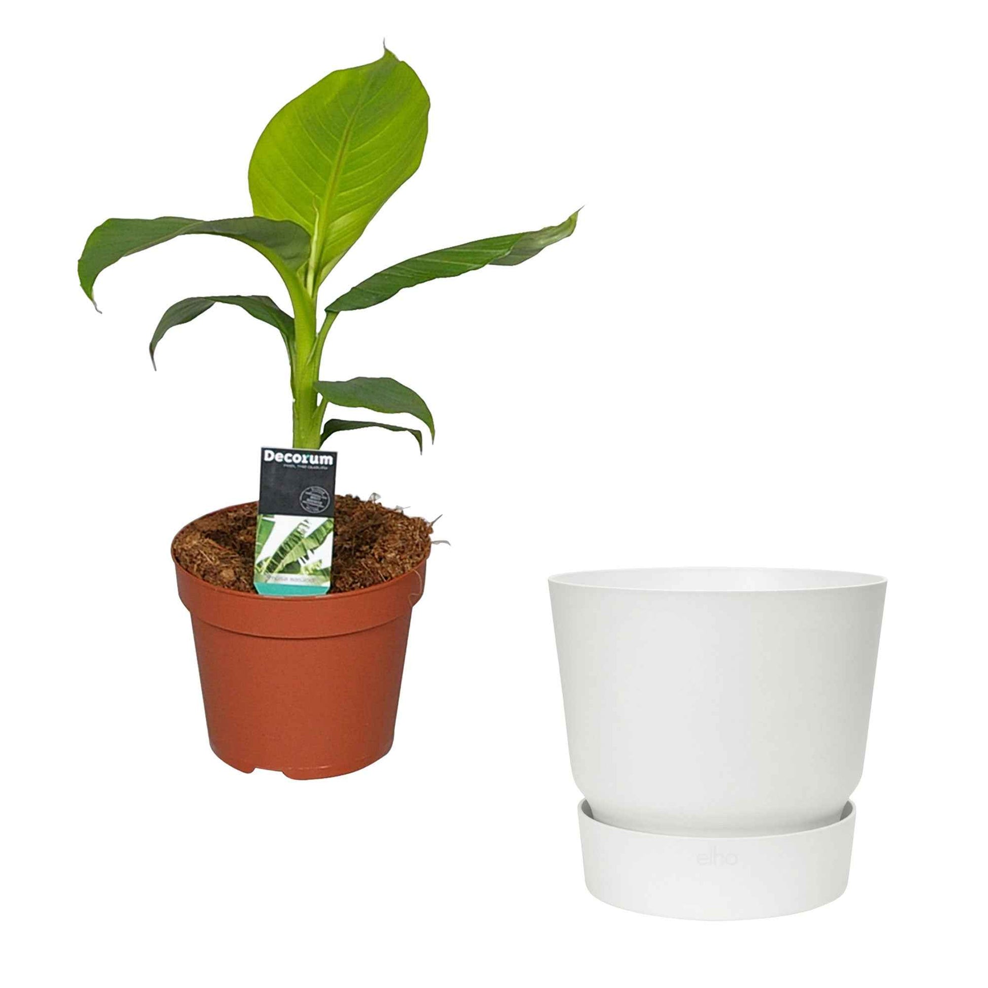 Bananier Musa basjoo avec pot décoratif Elho blanc - Plantes d'extérieur cadeaux