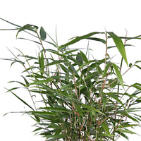 2 Bambou Fargesia rufa incl. Cache-pot Capi anthracite - Bambou avec cache-pot décoratif