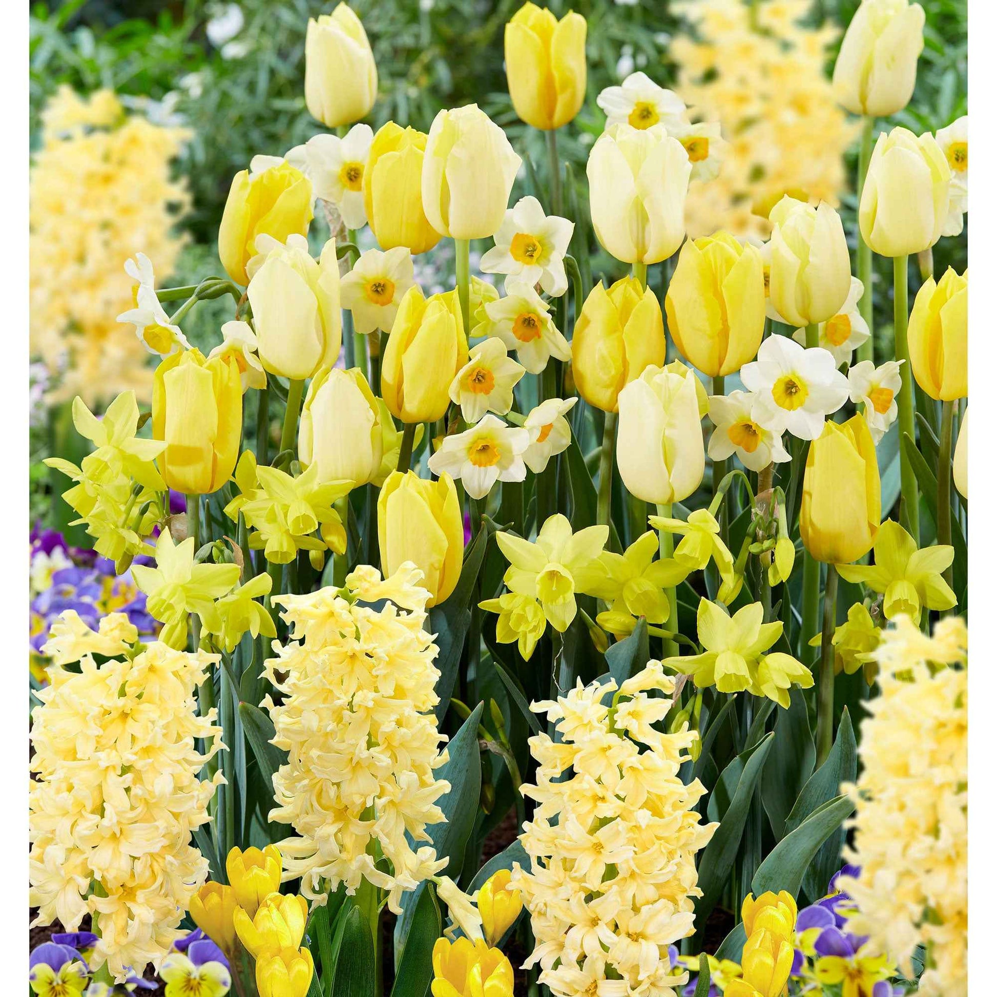 40x Bulbes de fleurs - Mélange 'Border Garden Yellow' jaune - Bulbes à fleurs