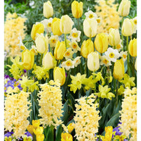 40x Bulbes de fleurs - Mélange 'Border Garden Yellow' jaune - Mélanges de bulbes de fleurs