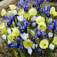 40x Bulbes de fleurs - Mélange 'Early Bird' bleu-violet-jaune - Mélanges de bulbes de fleurs