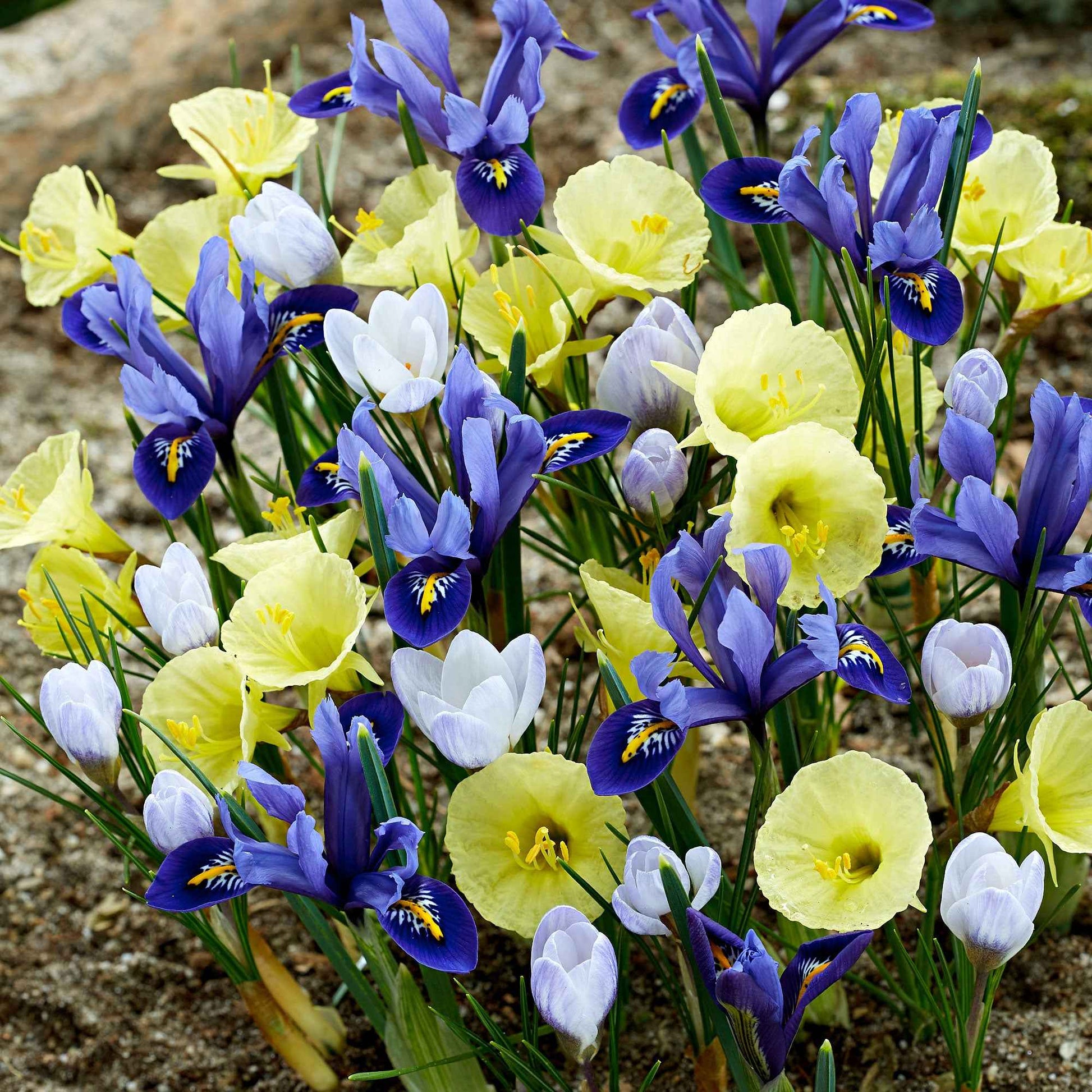 40x Bulbes de fleurs - Mélange 'Early Bird' bleu-violet-jaune - Mélanges de bulbes de fleurs