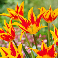12x Tulipes Tulipa 'Fire Wings' rouge-jaune - Bulbes de fleurs populaires