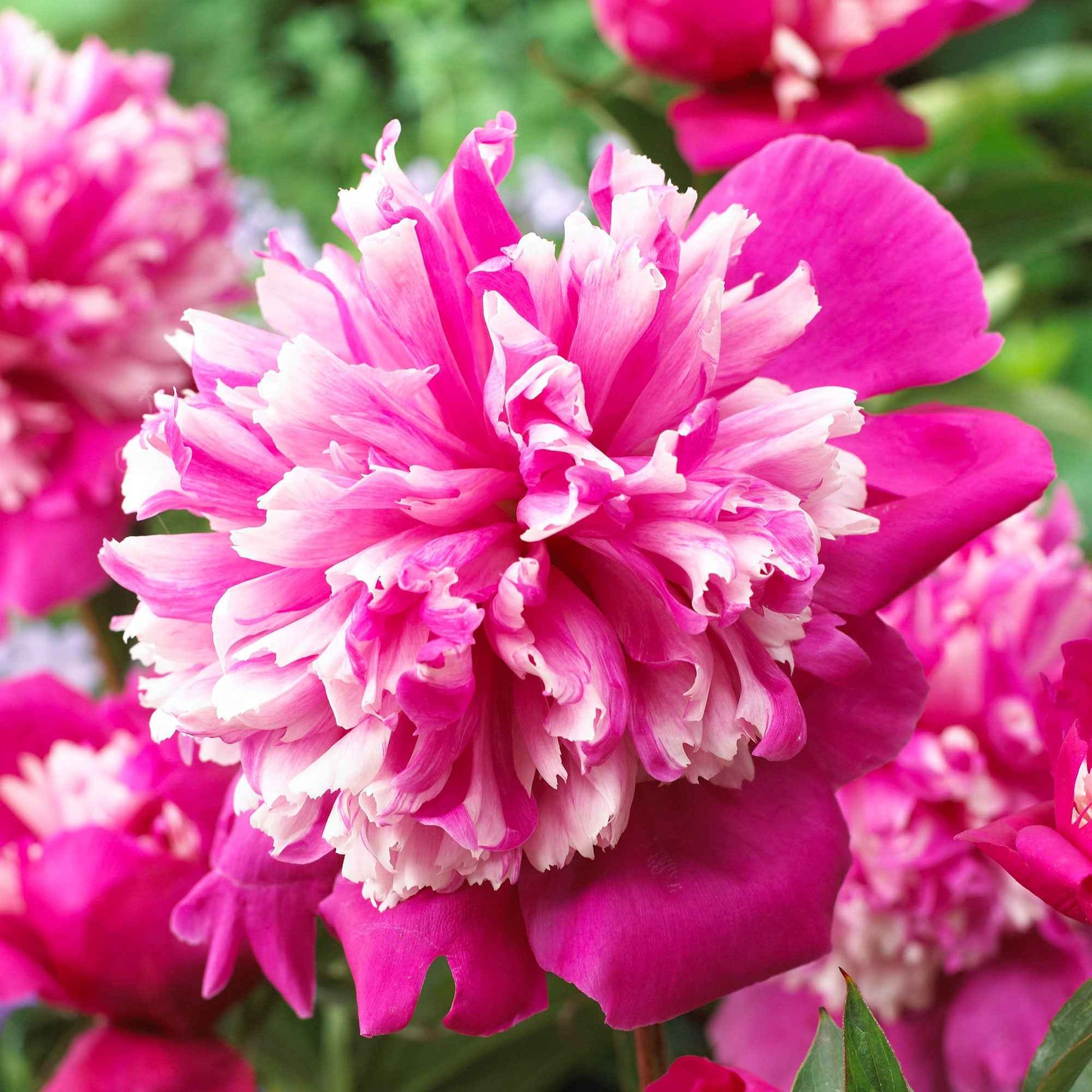 Pivoine Paeonia 'Celebrity' violet-rose - Plants à racines nues - Arbustes à papillons et plantes mellifères