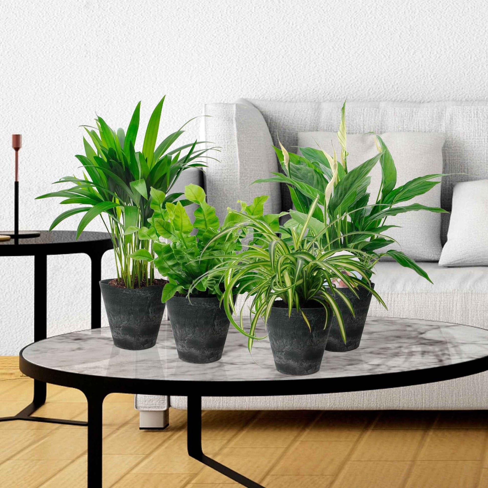 4x Plantes purificatrices d'air - Mélange incl. Cache-pots Artstone Noir - Ensembles de plantes d'intérieur