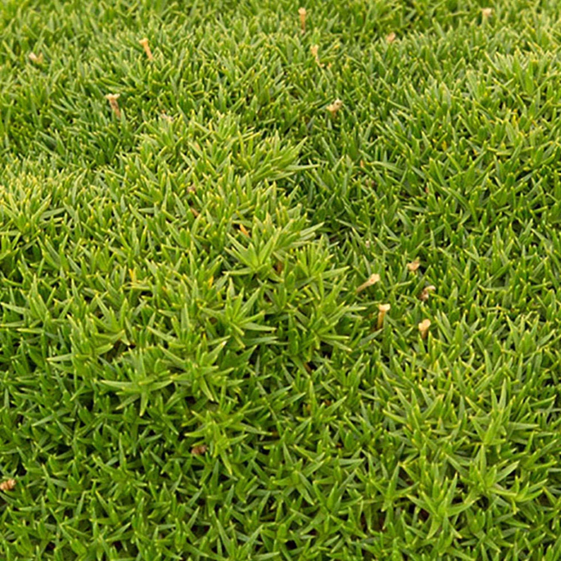 Match & Moss 'Pine Green' - Caractéristiques des plantes