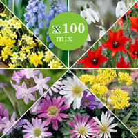 100x Bulbes de fleurs - Mélange 'Des fleurs pendant 6 mois de l'année' Mélange de couleurs - Mélanges de bulbes de fleurs