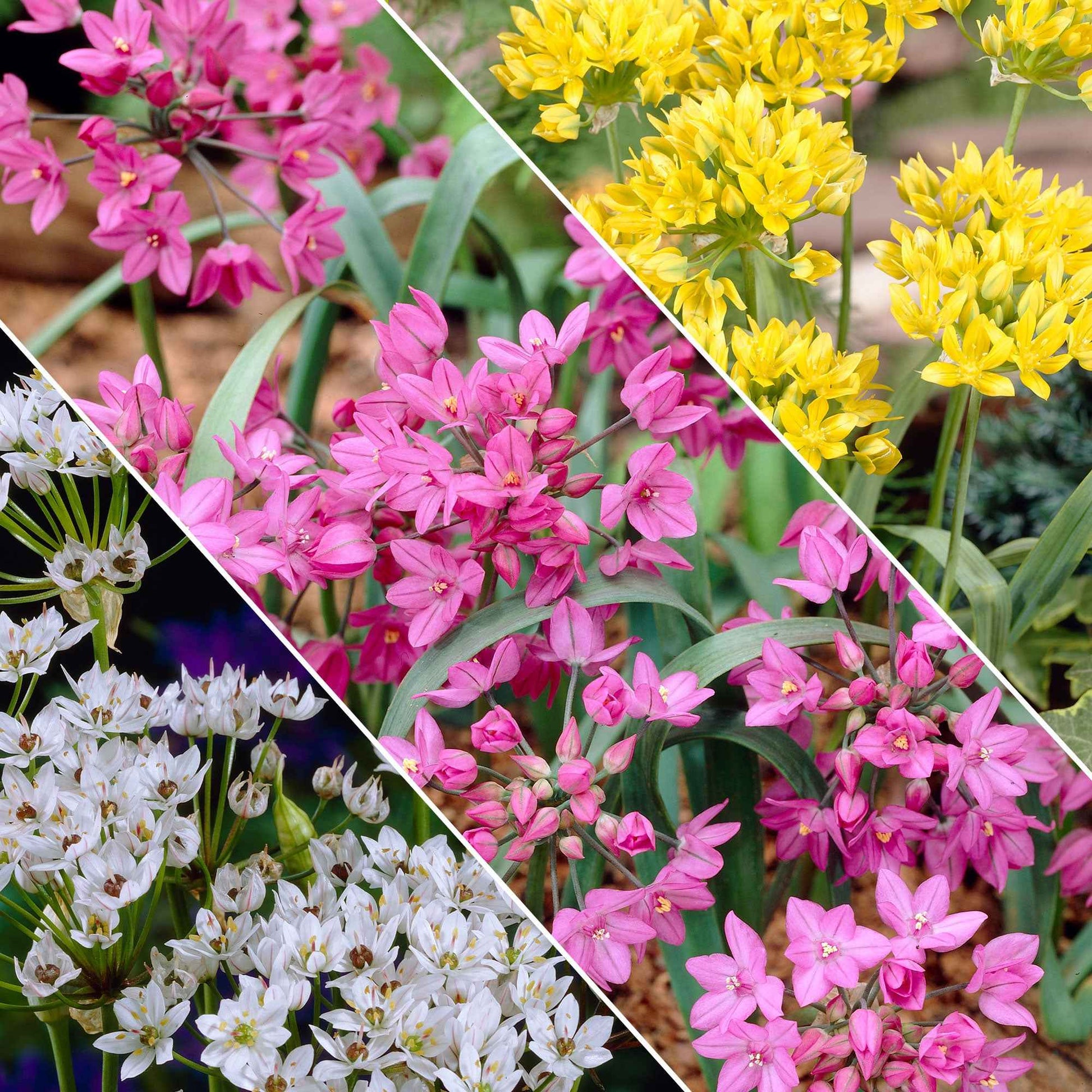 200x Ail d'ornement Allium - Mélange 'Butterfly' jaune-blanc-rose Jaune-Blanc-Rose - Alliums