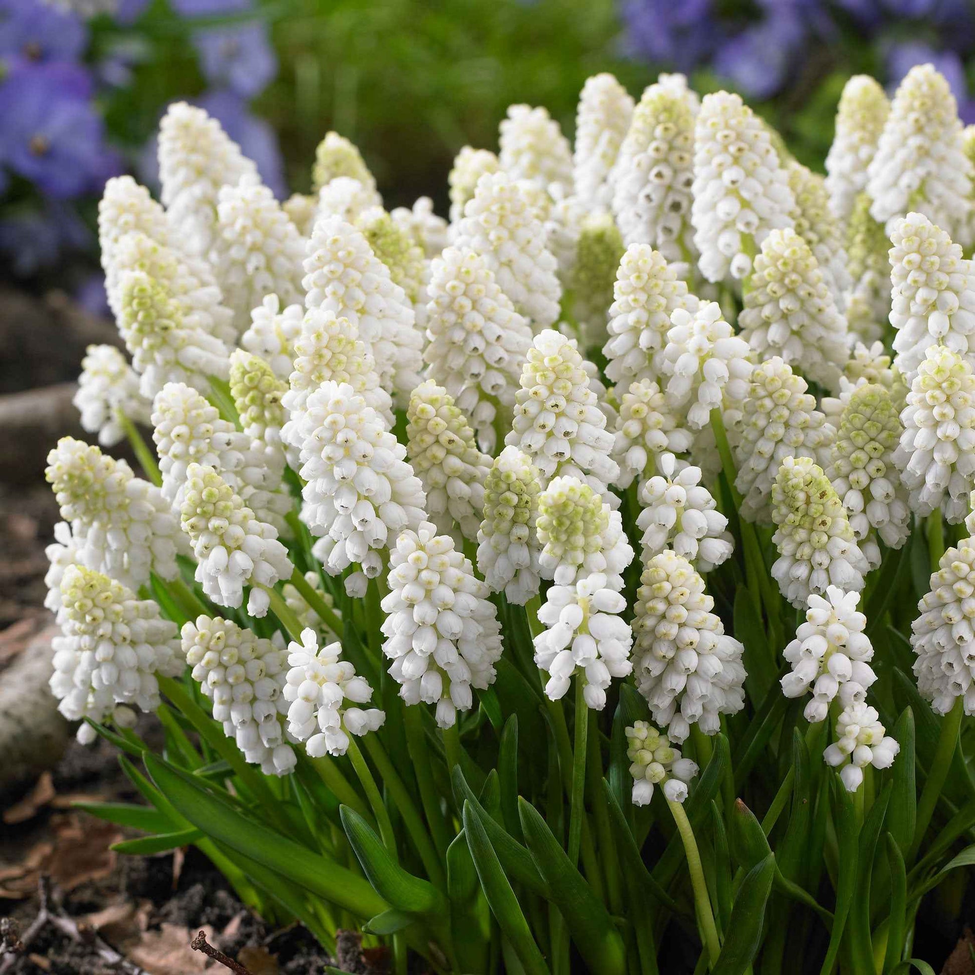 40x Muscari blanc Muscari 'White Magic' blanc - Bulbes de fleurs attirant les abeilles et les papillons