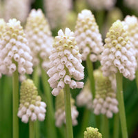 40x Muscari blanc Muscari 'White Magic' blanc - Arbustes à papillons et plantes mellifères