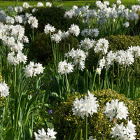10x Narcisse Narcissus 'Paperwhite' blanc - Bulbes de fleurs attirant les abeilles et les papillons