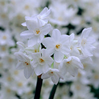 10x Narcisse Narcissus 'Paperwhite' blanc - Arbustes à papillons et plantes mellifères