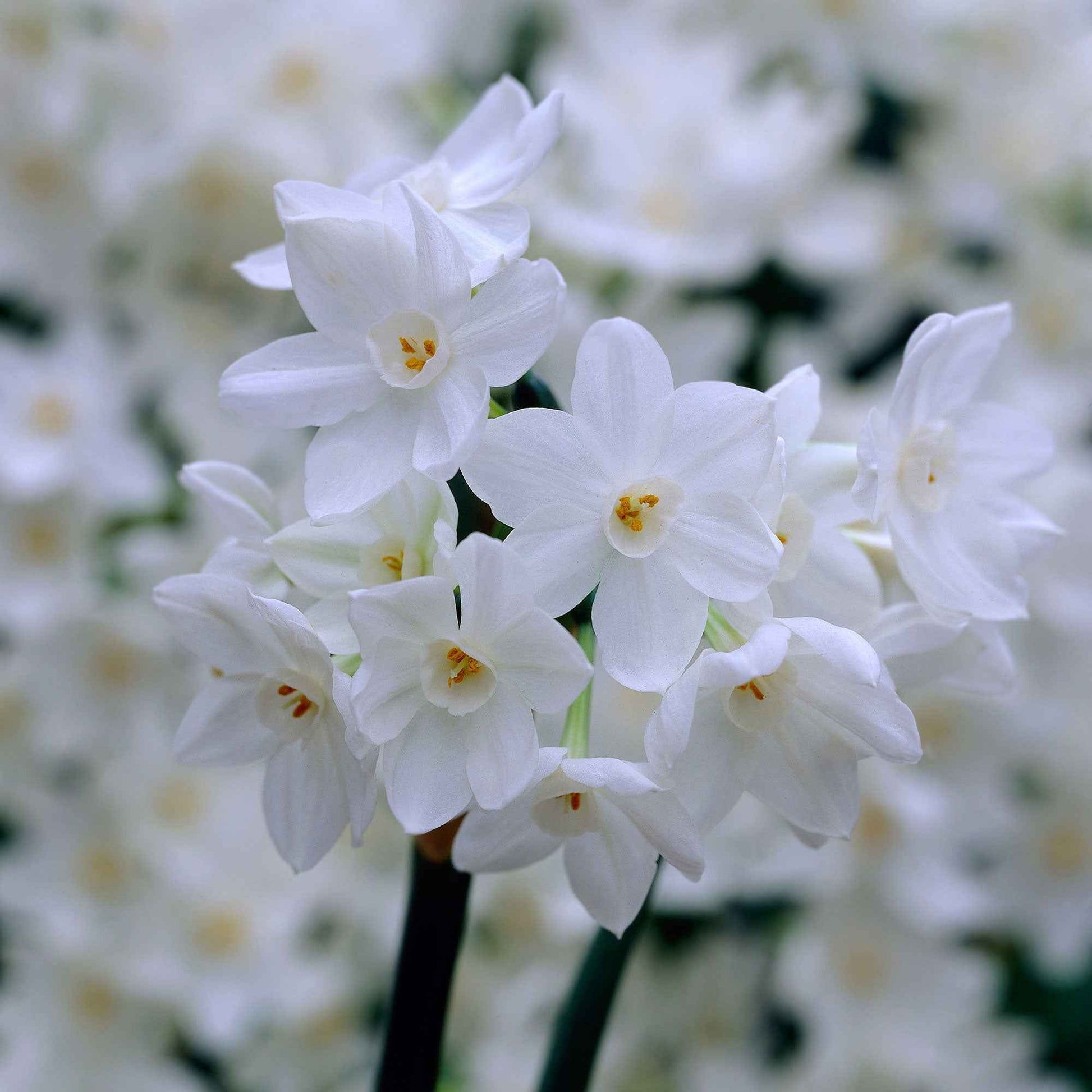 10x Narcisse Narcissus 'Paperwhite' blanc - Bulbes de fleurs pluriannuelles