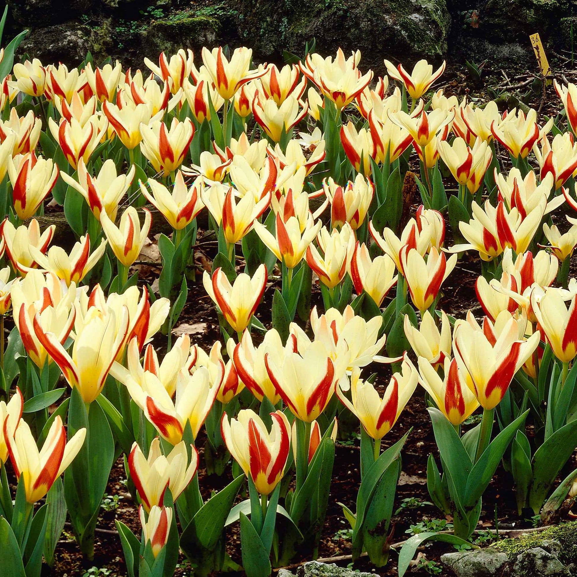 18x Tulipes Tulipa 'The First' rouge - Bulbes de fleurs pour la terrasse et le balcon