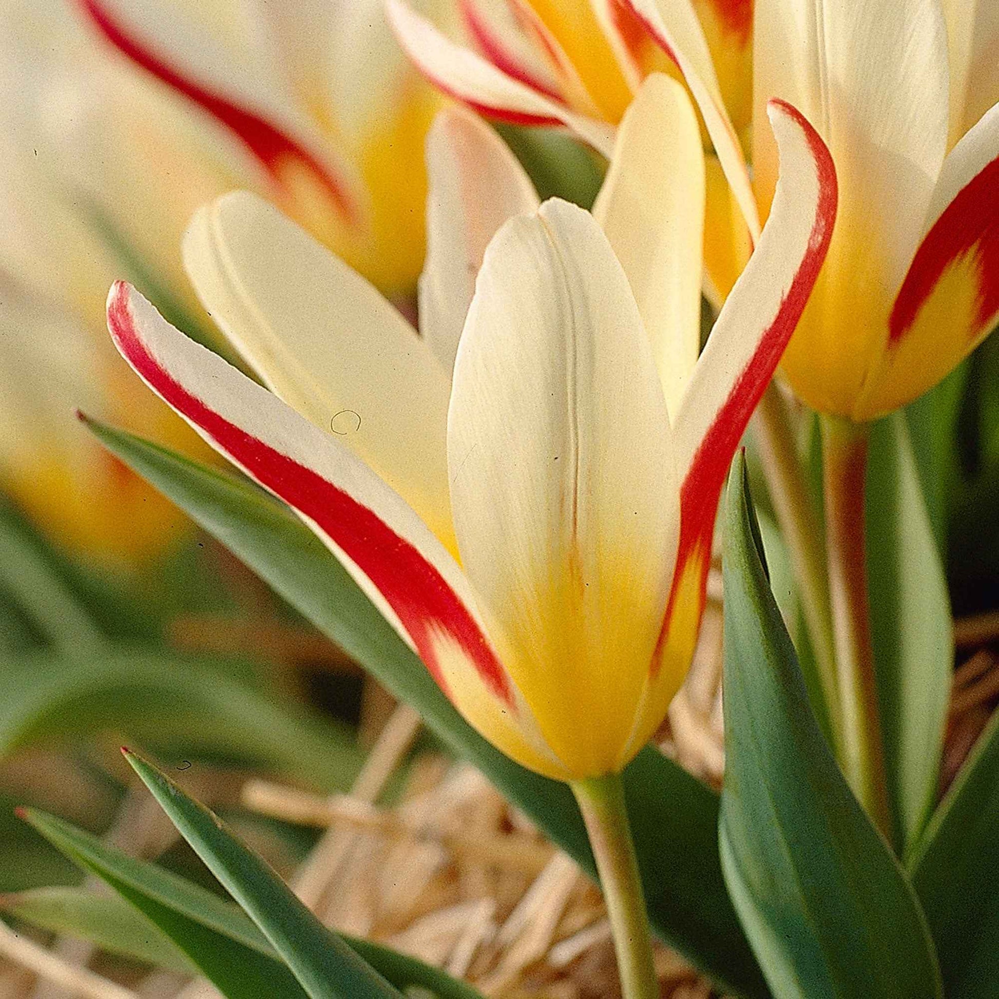 18x Tulipes Tulipa 'The First' rouge - Bulbes de fleurs populaires