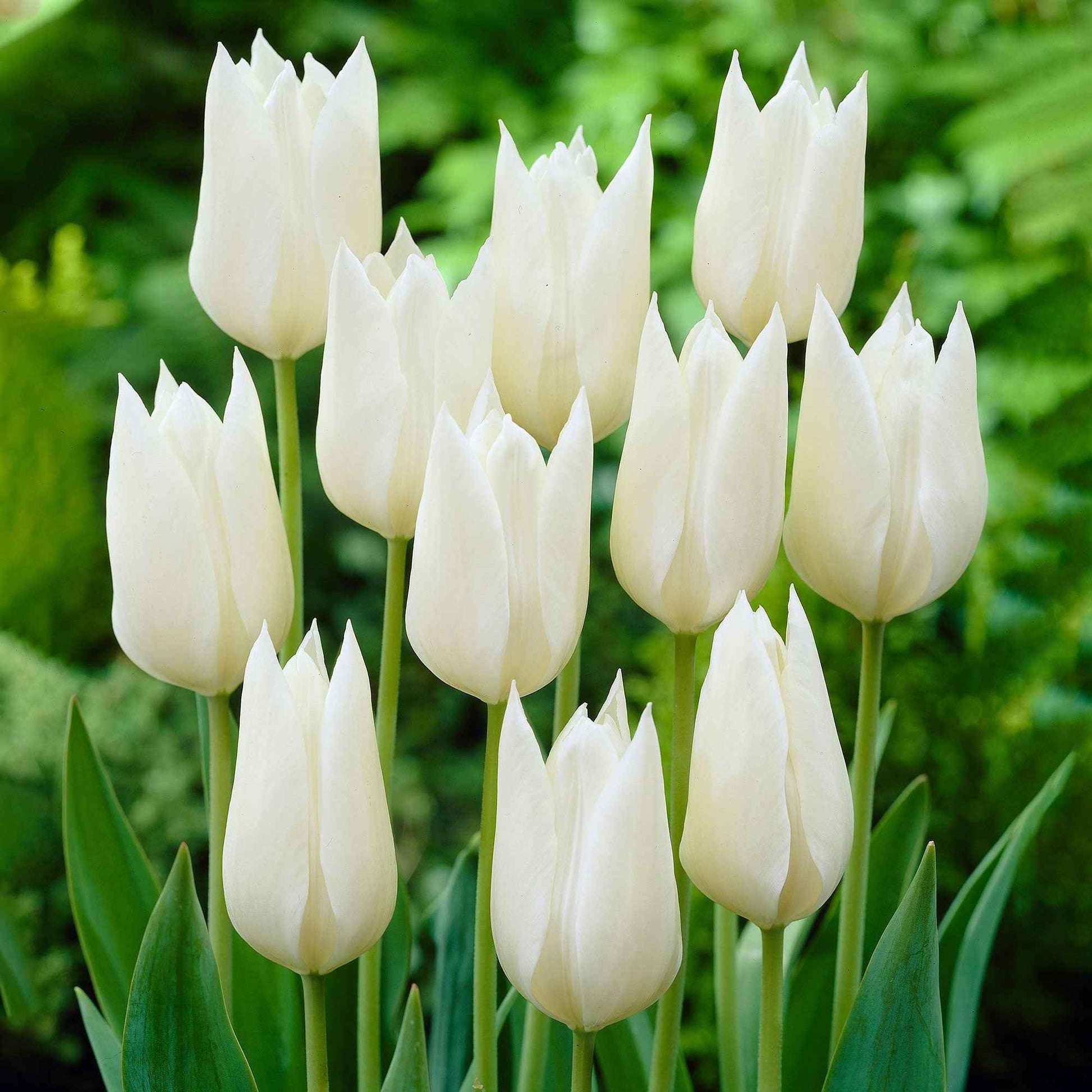 18x Tulipes Tulipa 'White Triumphator' blanc - Bulbes de printemps
