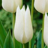 18x Tulipes Tulipa 'White Triumphator' blanc - Bulbes à fleurs