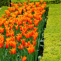 18x Tulipes Tulipa 'Ballerina' orangé - Bulbes de printemps