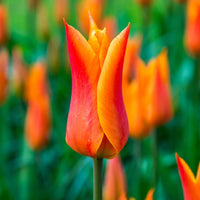18x Tulipes Tulipa 'Ballerina' orangé - Bulbes de fleurs populaires